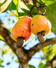 Cashew