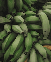 Plantain