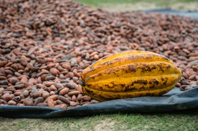 Cocoa